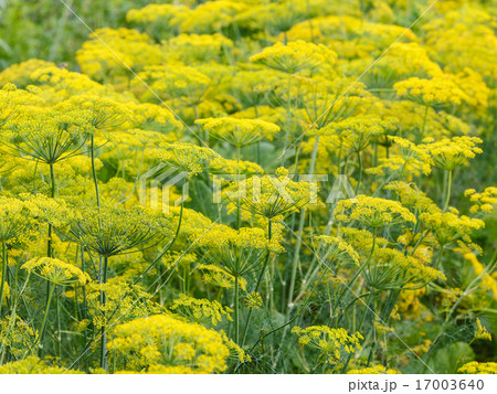 yellow flowers on flowering dill herb 17003640