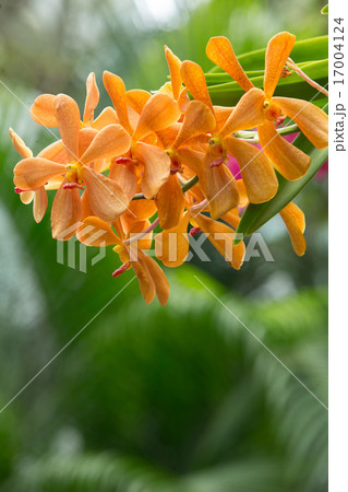 orchid 17004124