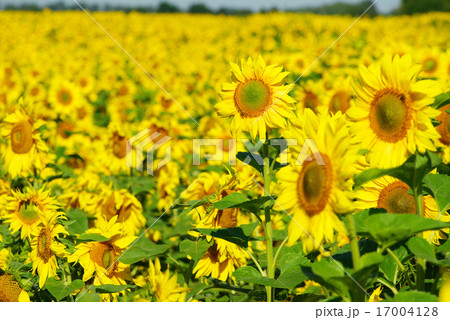 sunflower 17004128