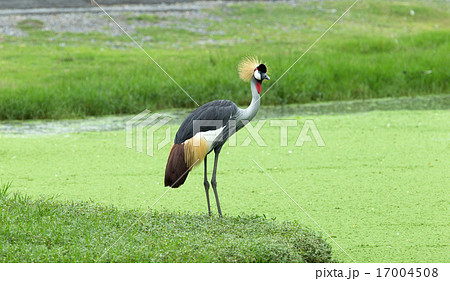 Crowned Crane 17004508