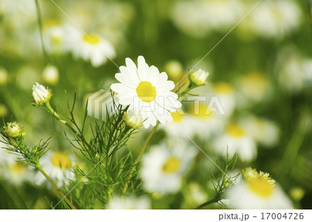 camomile flowers 17004726