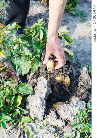 peasant gathering potatoes in garden 17005447