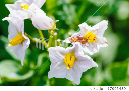red beetle in potato flower 17005480