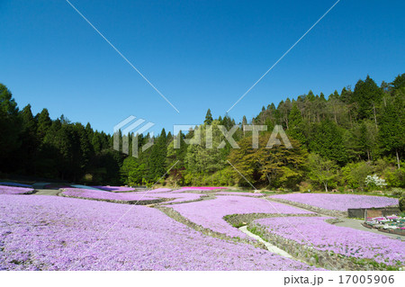 花のじゅうたん(三田の芝桜専門庭園) 17005906