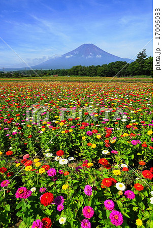 7月風景 富士山7ヒャクニチソウの咲く花の都公園の写真素材