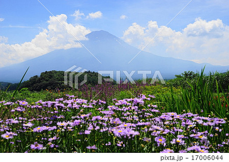 7月風景・富士山916ユウゼンギク・大石公園 17006044