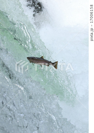 ジャンプするサクラマス 17006158