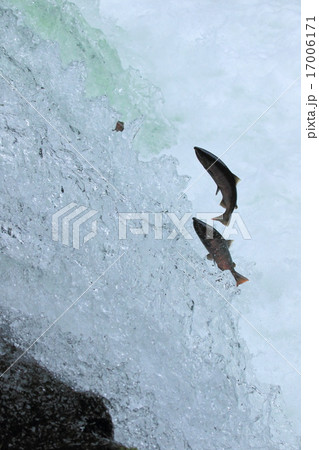 ジャンプするサクラマス 17006171