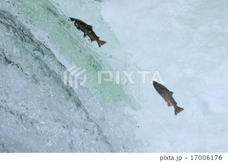 ジャンプするサクラマス 17006176