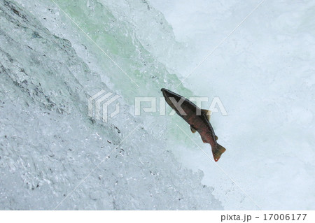 ジャンプするサクラマス 17006177