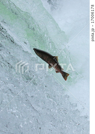 ジャンプするサクラマス 17006178