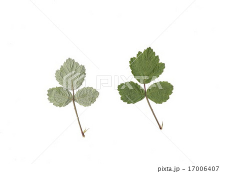 ナワシロイチゴの葉 17006407