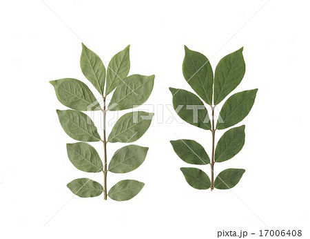 ニシキギの葉 17006408