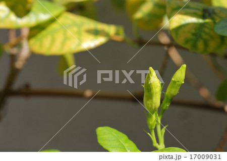 デプラデニア黄花の蕾 17009031