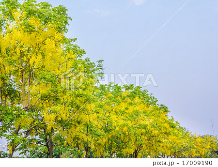 Golden Shower flower in Chiang mai Thailand 17009190