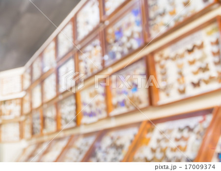 blur image of Collection of beetle butterfly wasps and insects g 17009374