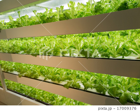 野菜工場 17009376