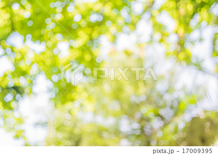 Abstract Bokeh of tree color background 17009395