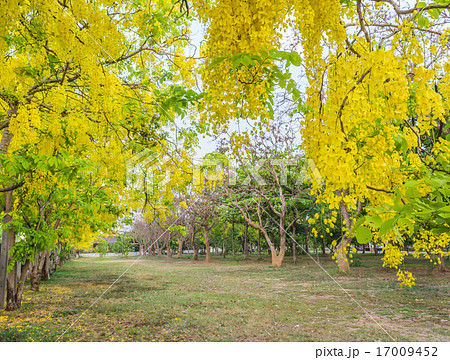 Golden Shower flower in Chiang mai Thailand Golden Shower flower in Chiang mai Thailand 17009452