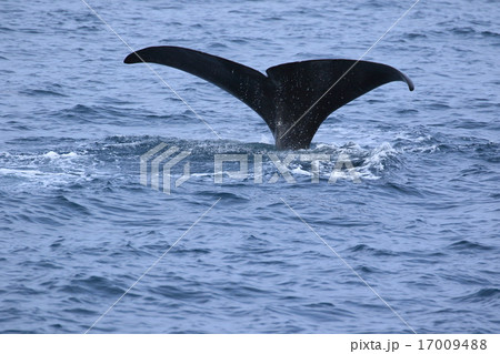 知床のホエールウォッチング　マッコウクジラ 17009488