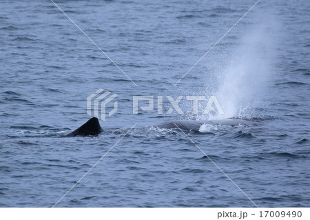 知床のホエールウォッチング　マッコウクジラ 17009490