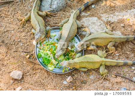 iguana iguana 17009593