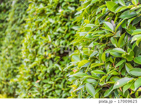 image of Leaf wall for background usage. image of Leaf wall for background usage. 17009625