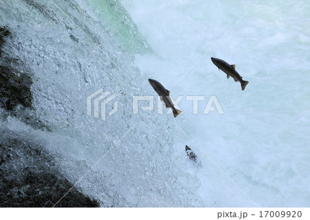 さくらの滝をとぶサクラマス 17009920