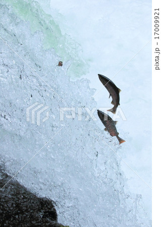 さくらの滝をとぶサクラマス 17009921