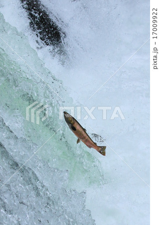 さくらの滝をとぶサクラマス さくらの滝をとぶサクラマス 17009922