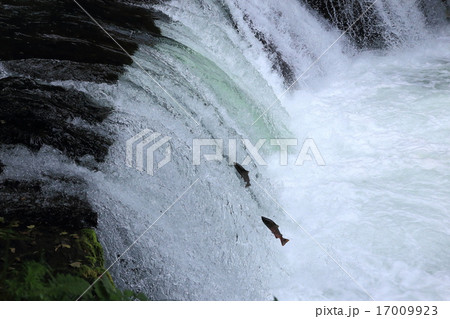 さくらの滝をとぶサクラマス 17009923