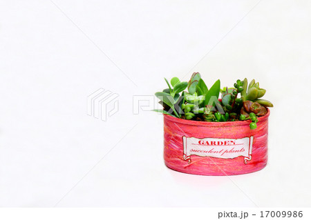 多肉植物の寄せ植え 17009986