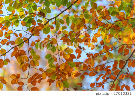 leaf leaf 17010321