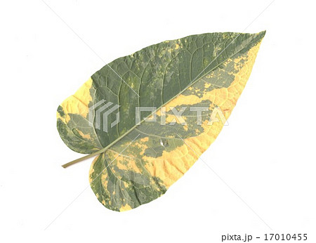 オオイタドリの葉 裏面 斑入り オオイタドリの葉 裏面 斑入り 17010455