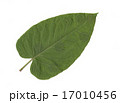オオイタドリの葉 17010456
