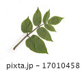 ウドの葉 17010458