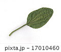 オオバコの葉 17010460