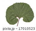 フキの葉 17010523