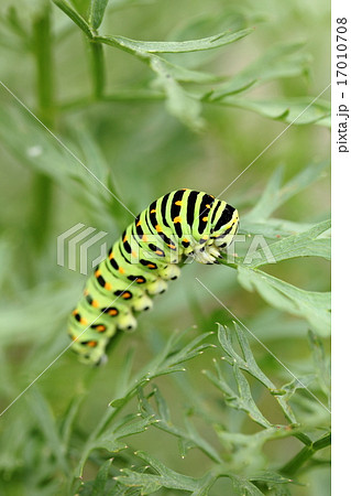 キアゲハの幼虫 キアゲハの幼虫 17010708
