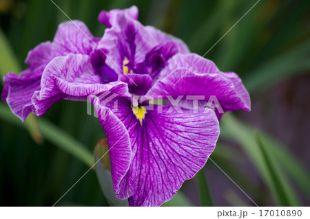 菖蒲 17010890