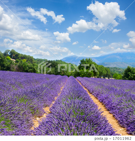 Lavender field 17011962