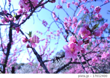桜 桜 17012400
