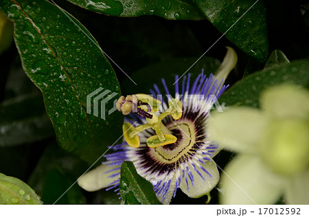 トケイソウ・受難の花 17012592
