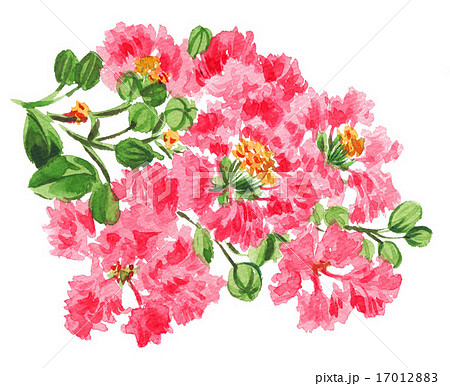 sarusuberi15812pix7のイラスト素材 [17012883] - PIXTA