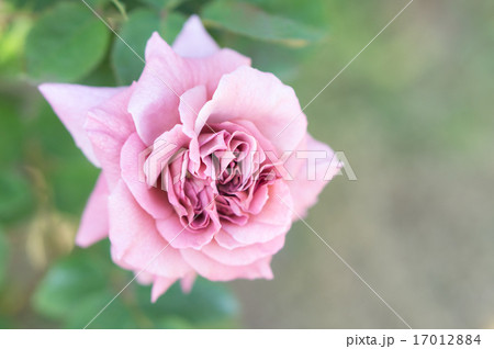 バラ(ニンバス) バラ(ニンバス) 17012884