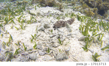 触手で移動するナマコ  フィリピン 17013713