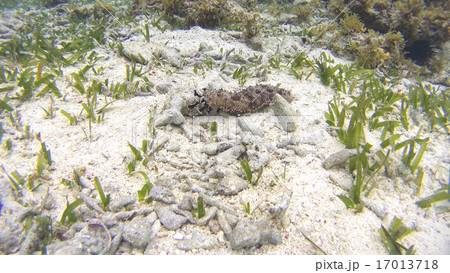 触手で移動するナマコ  フィリピン 17013718