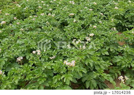 ジャガイモ畑 キタアカリ ジャガイモ畑 キタアカリ 17014236