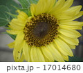 ヒマワリ　晩夏 17014680