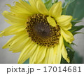 ヒマワリ　晩夏 17014681